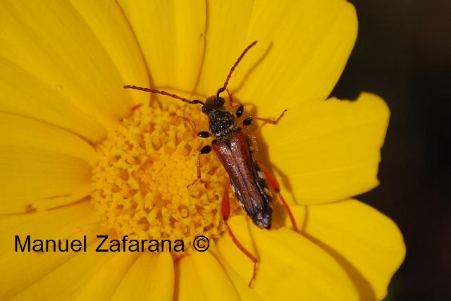 Oedemeridae o Cerambycidae? Questo  il problema...